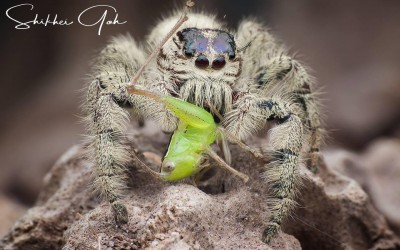 Hyllus Diardi (jumping spider)